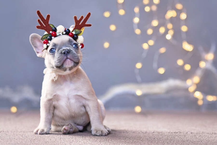 And the pets come too! The answer for owners wanting to bring their COVID puppies with them for Christmas