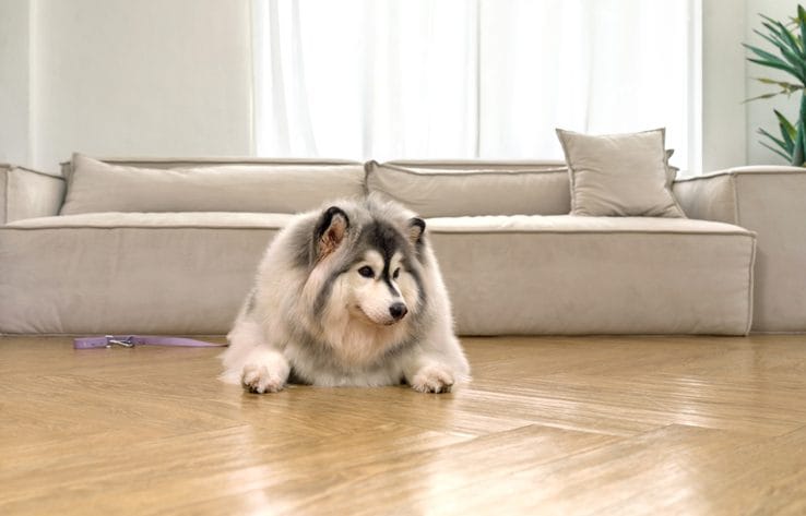 Best for pets &#8211; vinyl plank vs laminate flooring