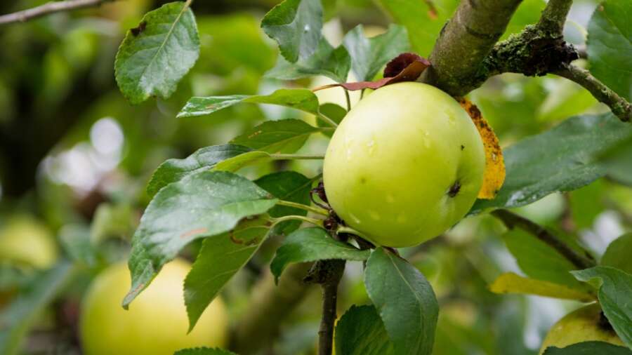 Brits Love a Bramley &#8211; the true origins of the nation’s favourite English cooking apple 