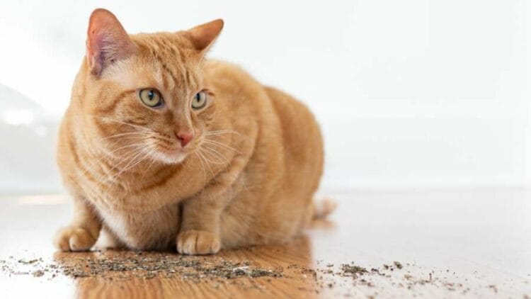 What Is Catnip