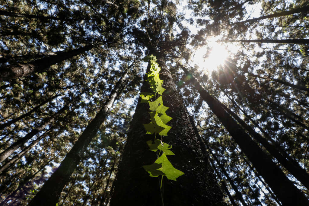 AnswerConnect Donates to Future Woodlands Scotland to Help Preserve Scotland’s Native Woodlands