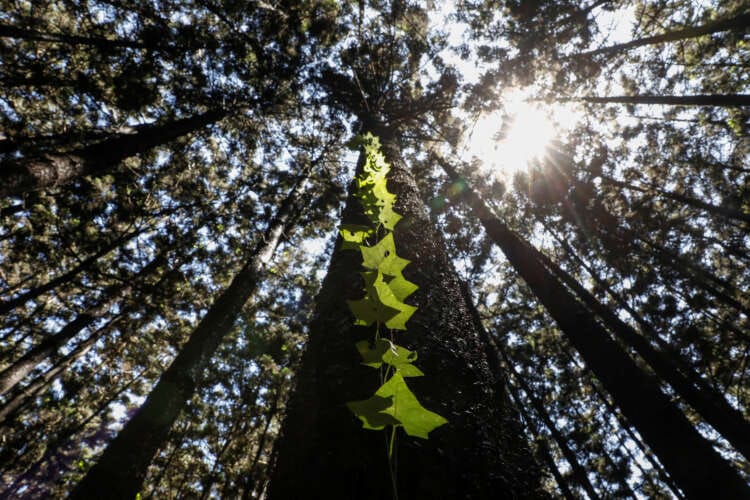 Fund nature protection now or face huge losses, says World Bank