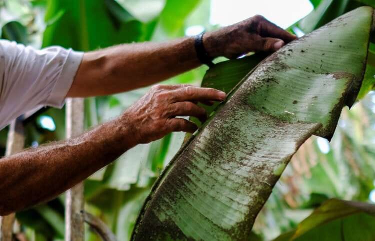 Farmers despair as volcano ravages La Palma&#8217;s banana crop