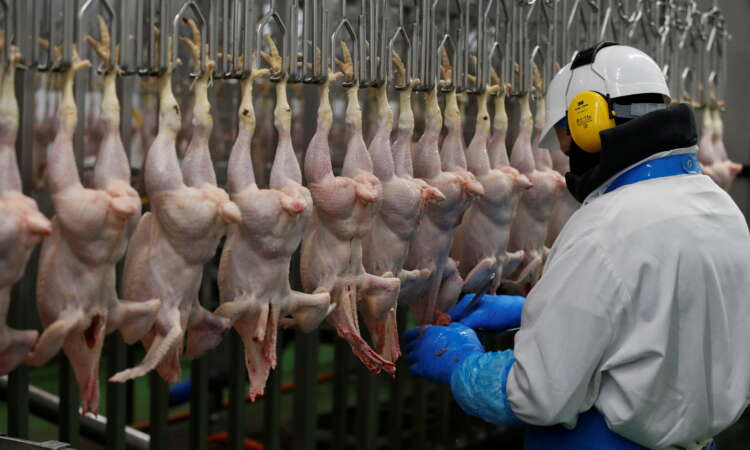 For Britain&#8217;s chicken farmers, Brexit and COVID brew a perfect storm