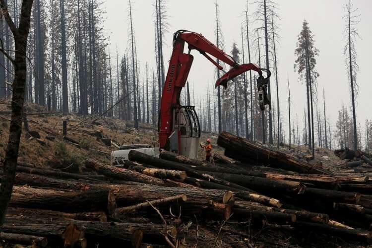 Over 100 global leaders pledge to end deforestation by 2030