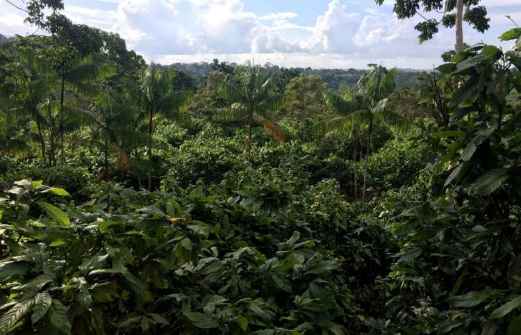 AXA, Unilever to join new 1 billion euro regenerative agriculture fund