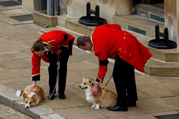Loyal to the last, queen&#8217;s corgis and pony watch her pass