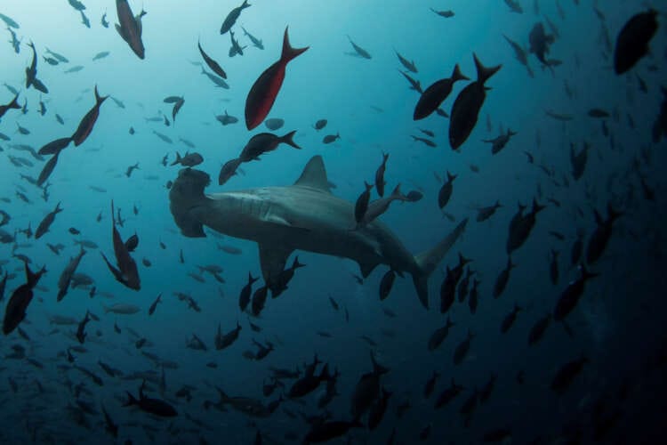 Bankers bet billions on new wave of debt-for-nature deals