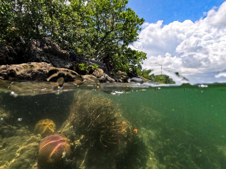 Countries pledge to raise $12 billion to fund coral reef protection