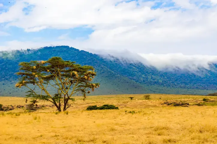FXIFY™ Grows 15,400+ Trees in Tanzania to Support Local Communities for Earth Day