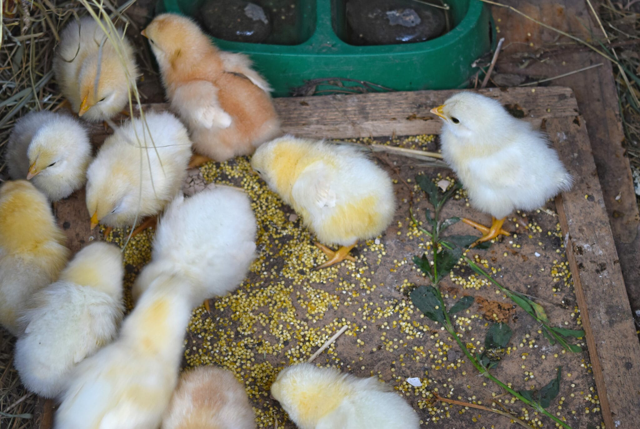 Poultry Diagnostics Market Players Look to Capitalize on Low Costs and High Accuracy of ELISA: FMI Study