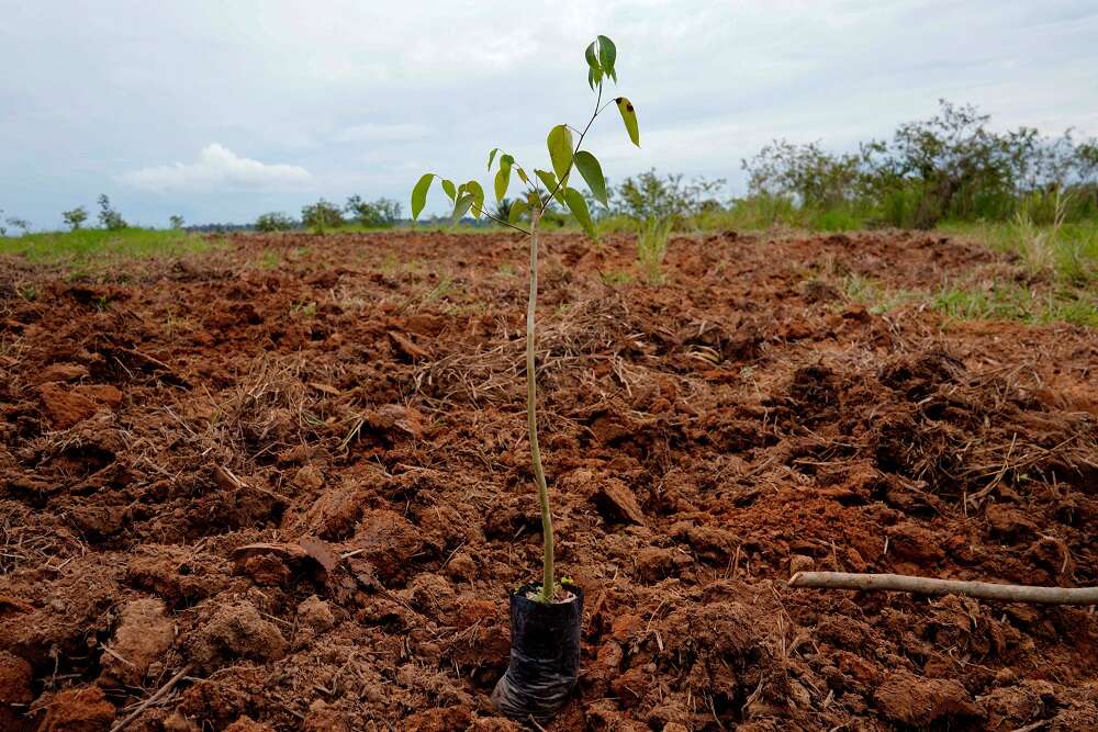 Explainer-What&#8217;s on the agenda at the U.N.&#8217;s COP15 nature summit?