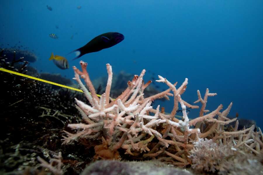 Oceans are hotter, higher and more acidic, climate report warns