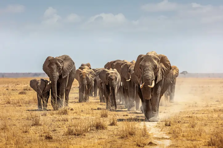 The role of AI in wildlife conservation and monitoring