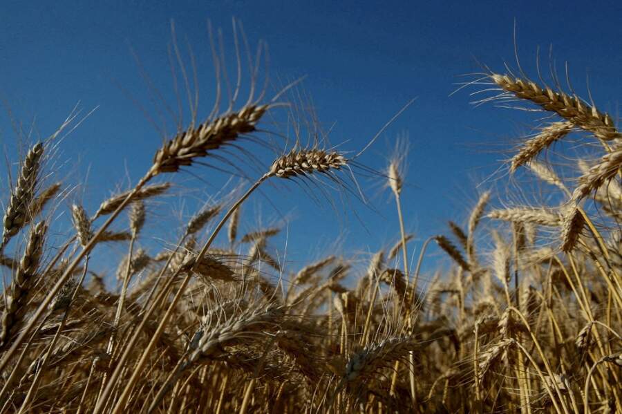 Ukraine&#8217;s giant seed bank at risk of being lost as war rages