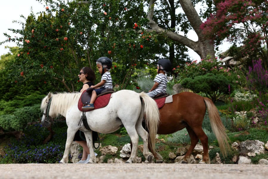 Paris bans pony rides for children following animal rights campaign