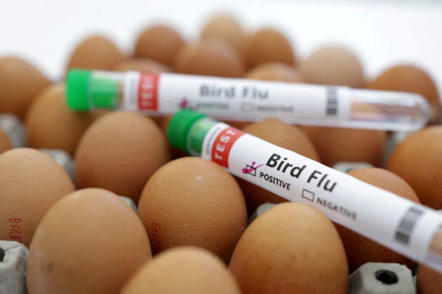 Poland, EU&#8217;s biggest poultry producer, reports bird flu outbreak/