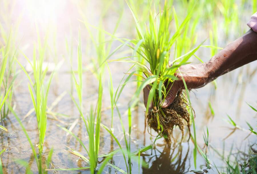 IFAD and Guinea to help rural populations recover from the effects of the COVID-19 pandemic