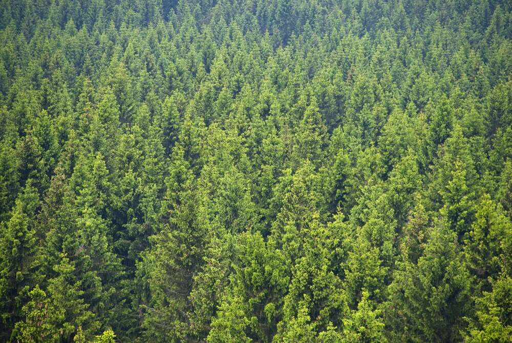 AnswerConnect Helps Plant 1 Million Trees Through Giving Back Initiative