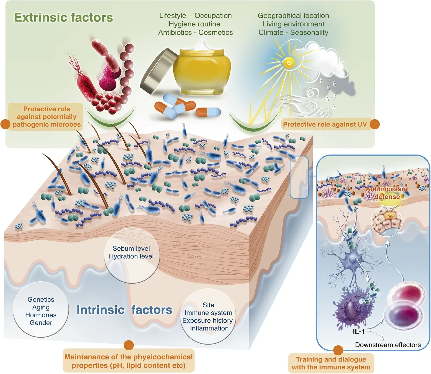 The Changing Skin Microbiome: Seasonal Skincare Insights for Each Season