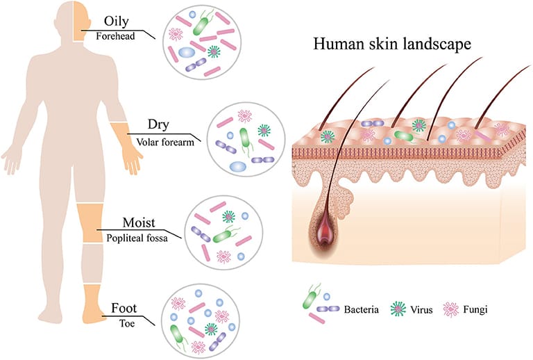 Human skin microbiome across different kinds of sites