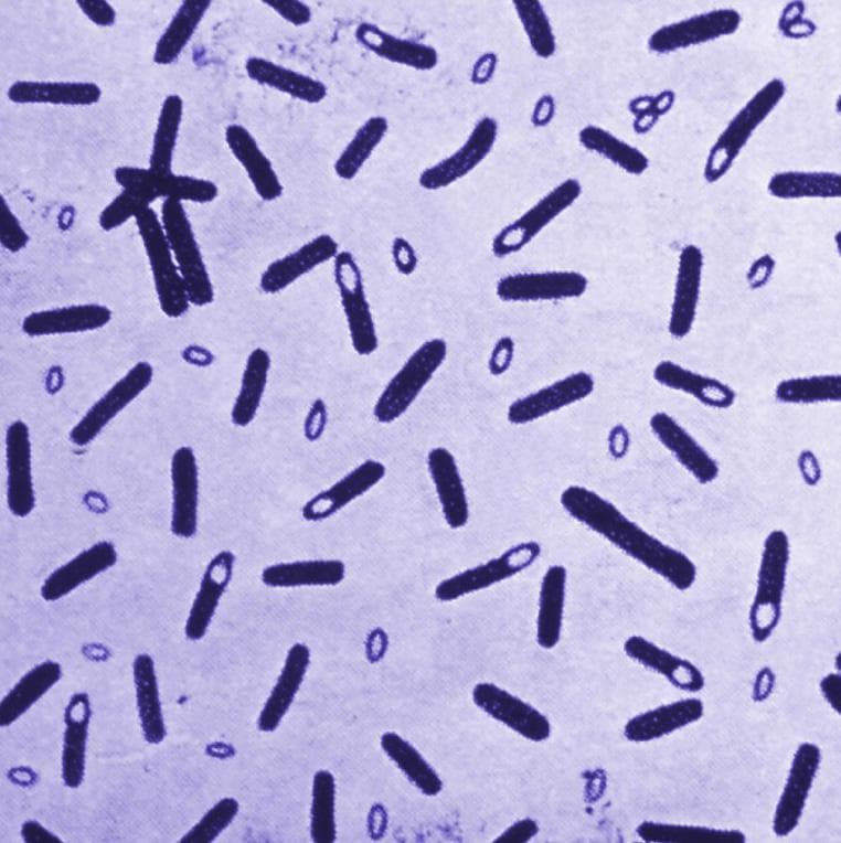 The MicroByte Pathogen Series : Clostridum botulinum- Botulinum Paradox\n