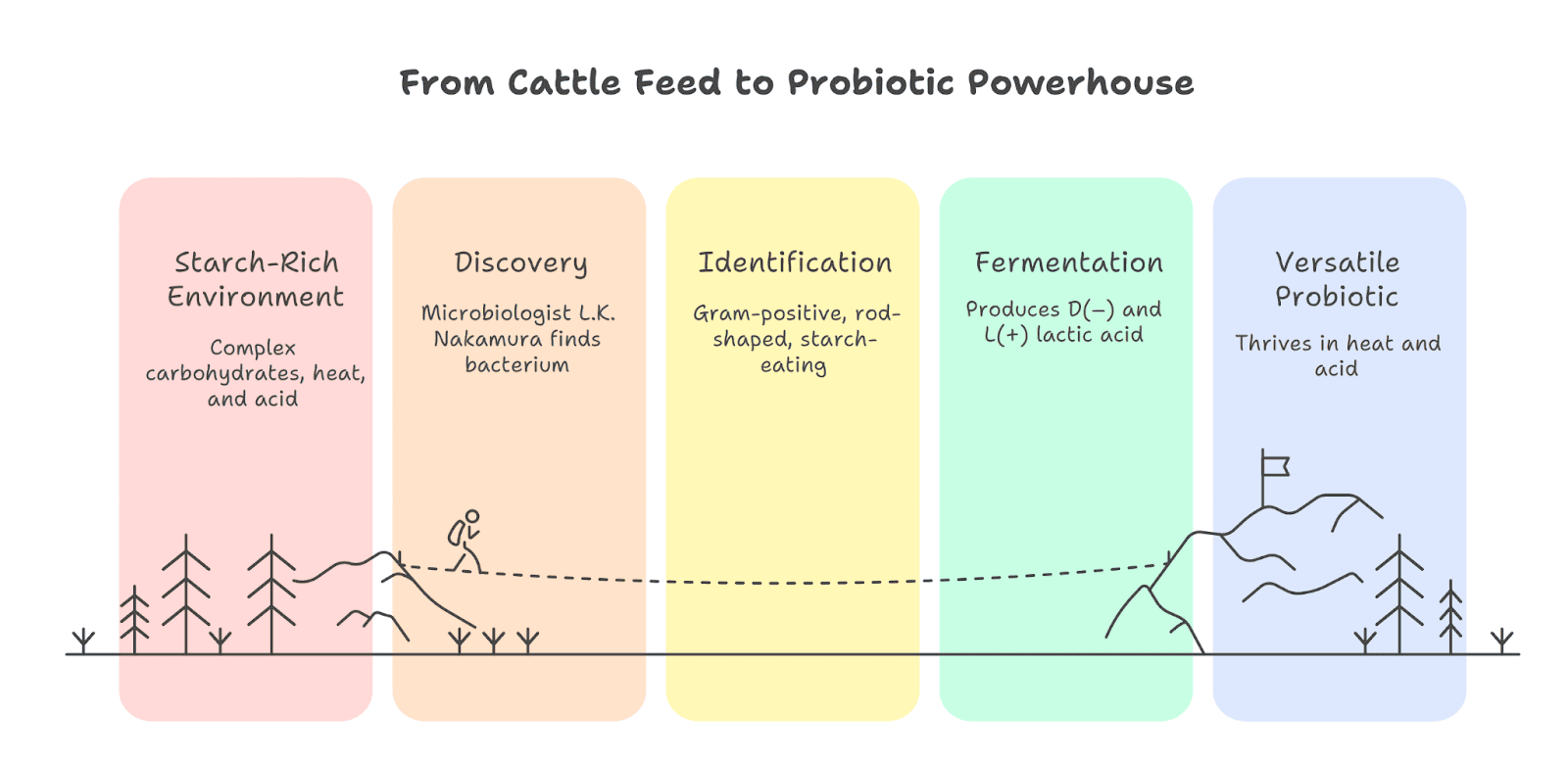 The Microbyte Series:  Meet the Starch-Lover: Lactobacillus amylovorus\n