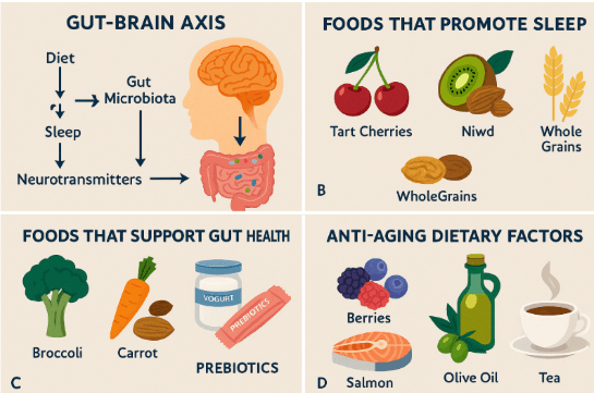 The Secret to Healthy Aging? Look at Your Gut, Plate, and Sleep.\n