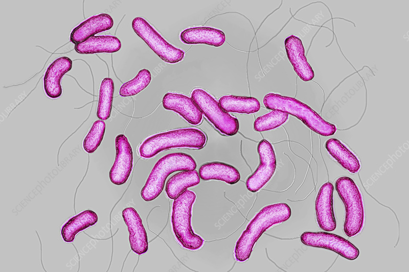 The MicroByte Pathogen Series : Vibrio cholerae- The Causative Agent of Cholera
