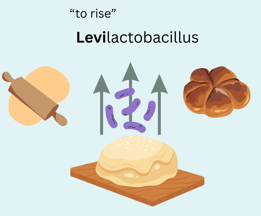 The MicroByte Series-Levilactobacillus brevis : A Cheesy Story