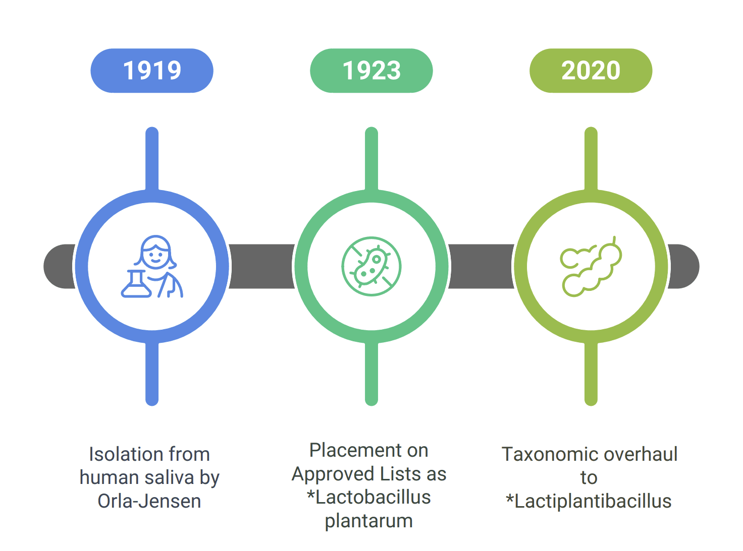 The MicroByte Series- The Versatile Probiotic with Ancient Roots: Lactiplantibacillus plantarum\n