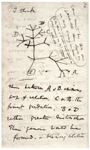 BugSpeaks through Cladogram