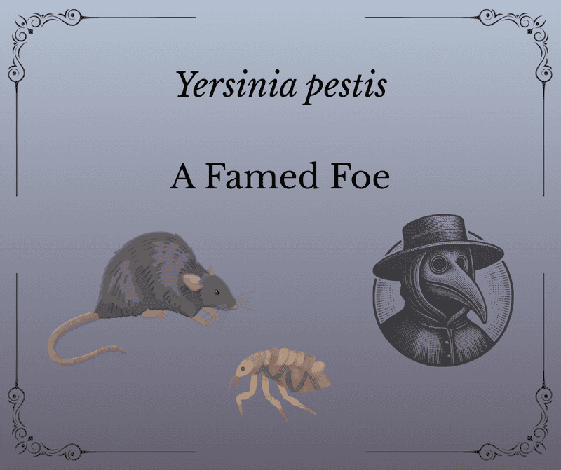        The MicroByte Pathogen Series:\n          Yersinia pestis- A Famed Foe