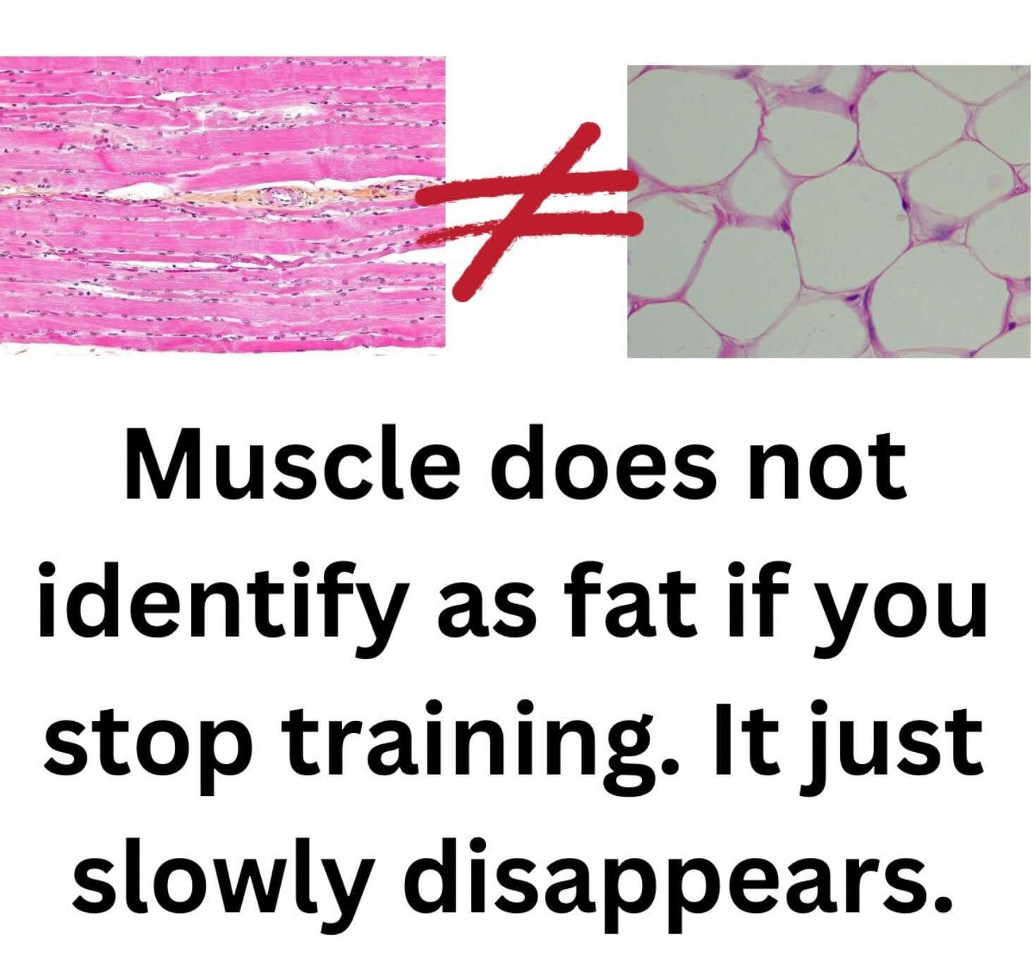 The moment I stopped lifting weights, all my muscle turned into fat. 