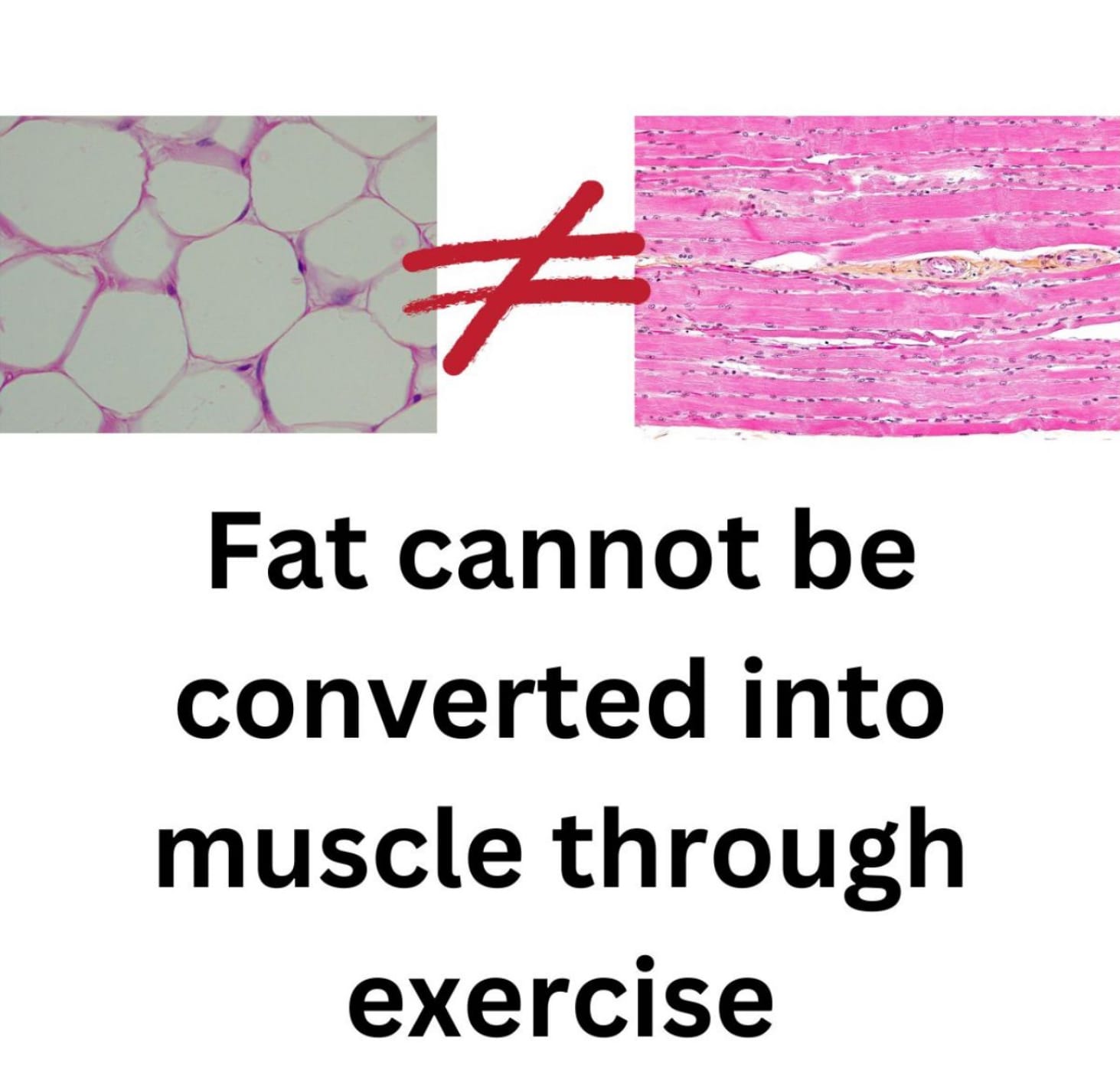 ‘If I lift weights, I am scared my fat will turn into muscle.’