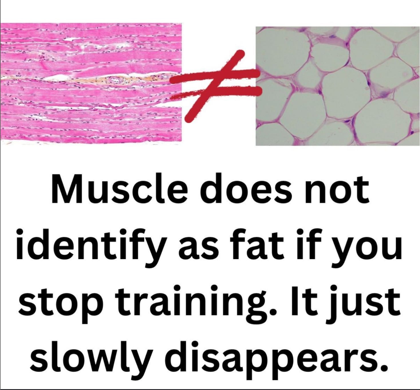The moment I stopped lifting weights, all my muscle turned into fat. 